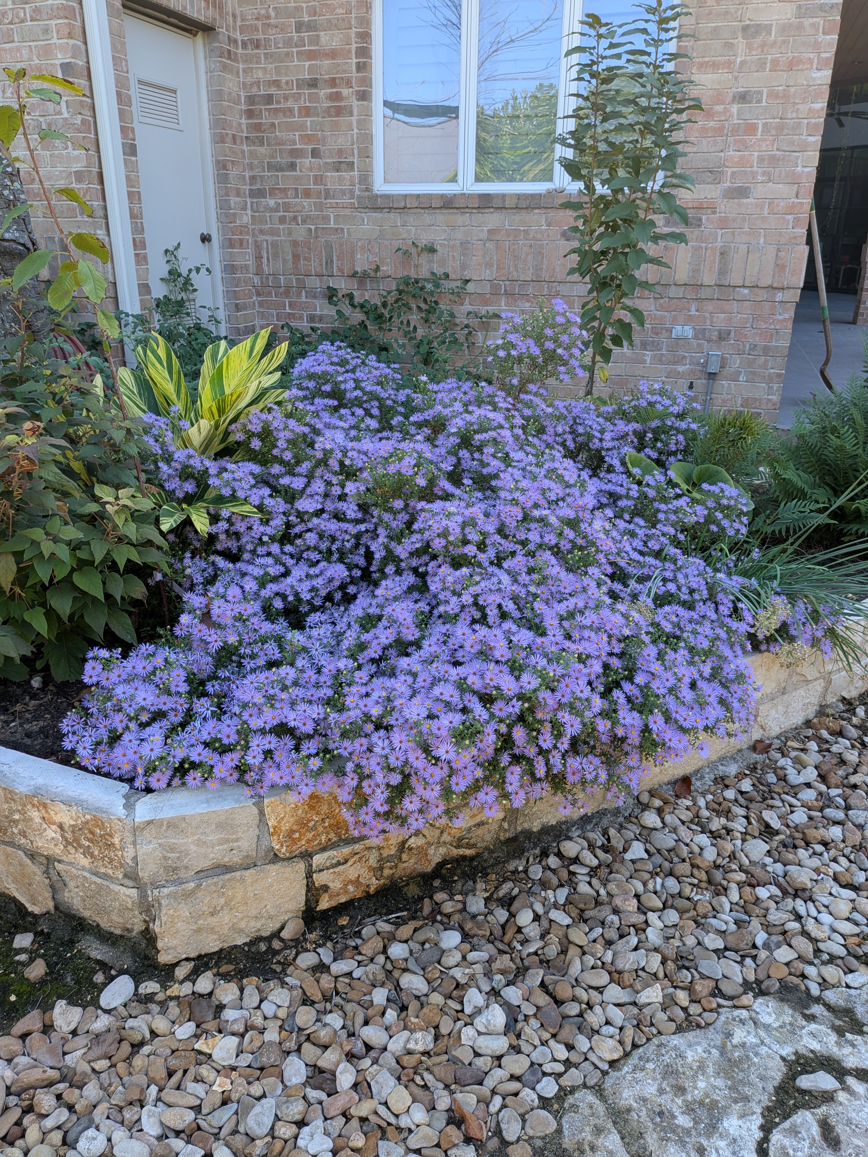 Westlake Hills landscaping project with purple flowers by Westlake Yard